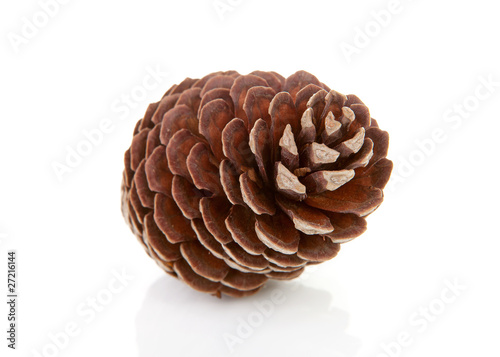 One pine cone over white background