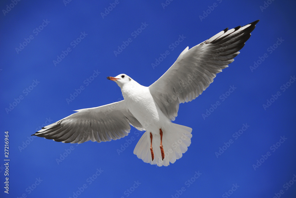 A seagull soaring in the blue sky