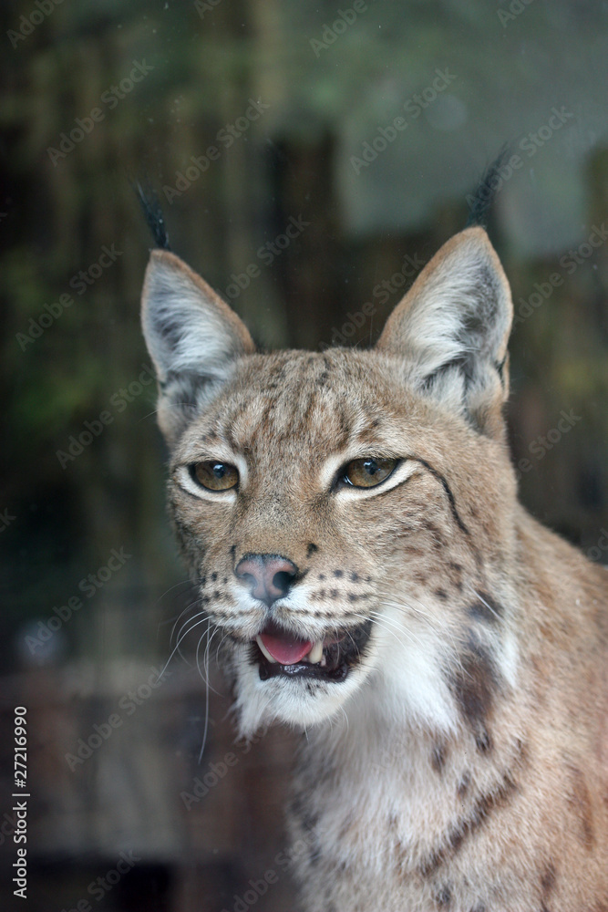 Obraz premium Lynx.