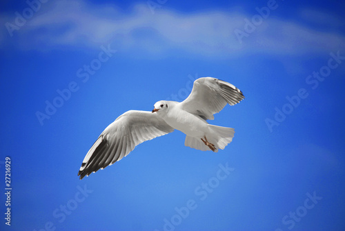A seagull soaring in the blue sky