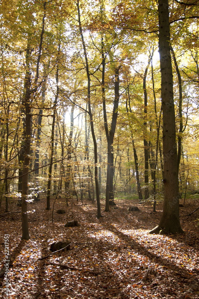 Herbst im Wald Herbst im Wald