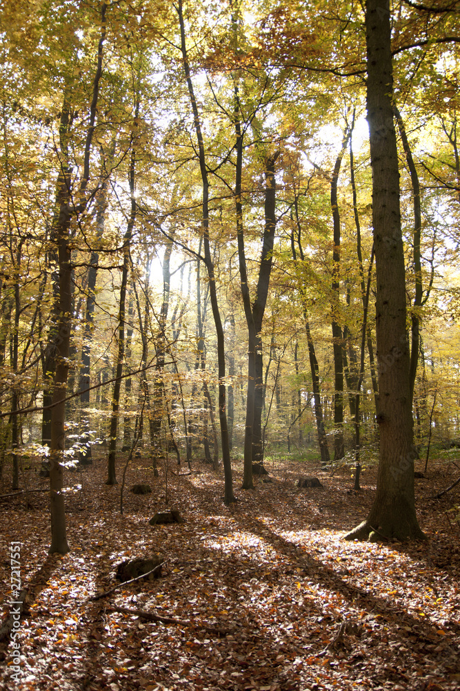 Herbst im Wald