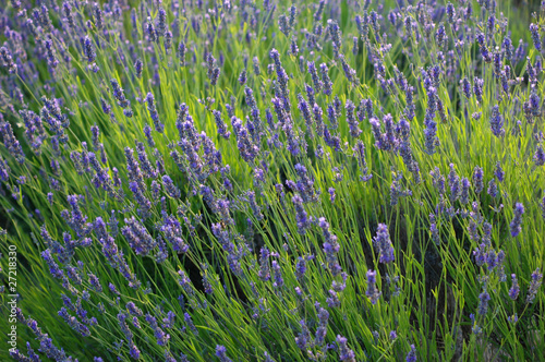 Lavender field