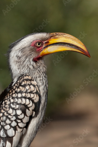 Southern Yellow-billed Hornbill © Phillip du Plessis