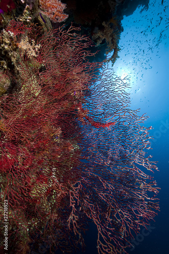 Seafan in the Red Sea.