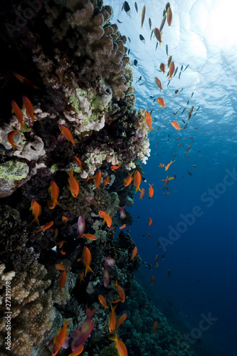 Coral and fish in the Red Sea. © stephan kerkhofs