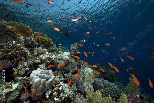 Fototapeta Naklejka Na Ścianę i Meble -  Coral and fish in the Red Sea.