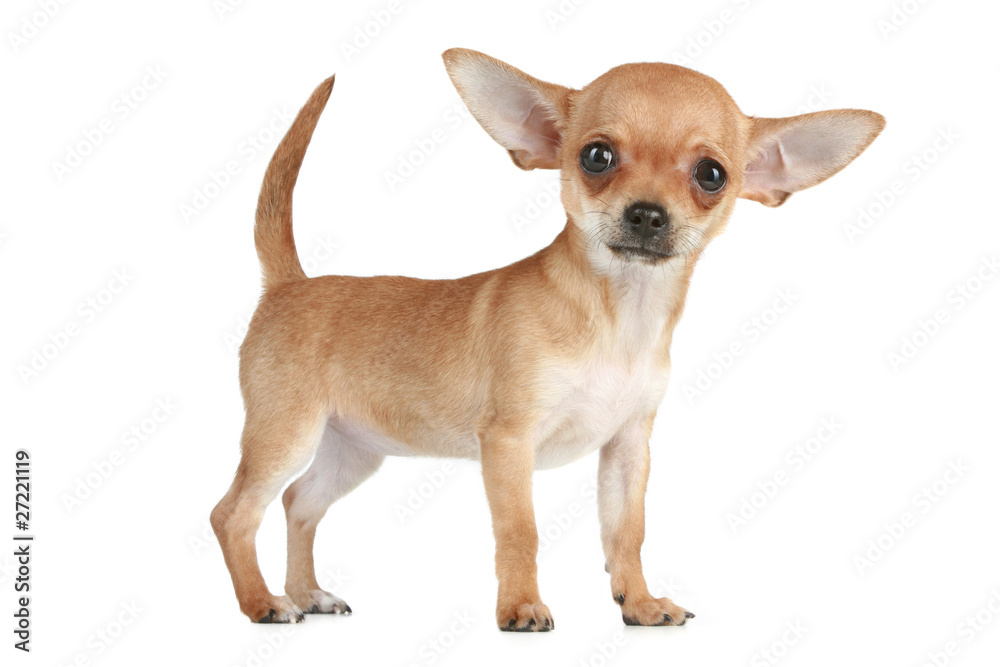 puppy Chihuahua puppy Chihuahua