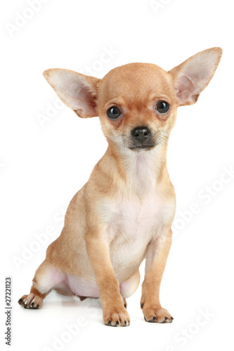 Funny puppy chihuahua