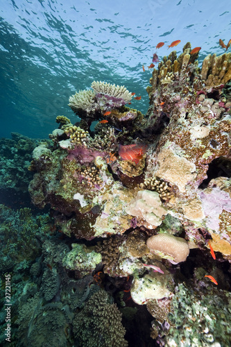 Fototapeta Naklejka Na Ścianę i Meble -  Coral and fish in the Red Sea.