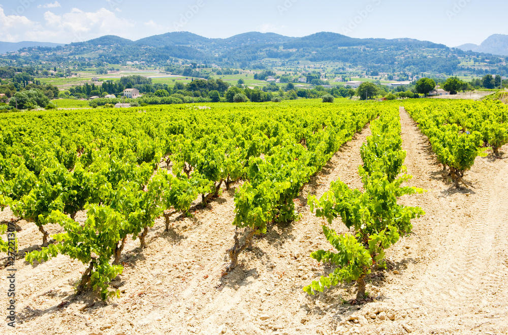 vineyards near La Cadiere d''Azur, Provence, France