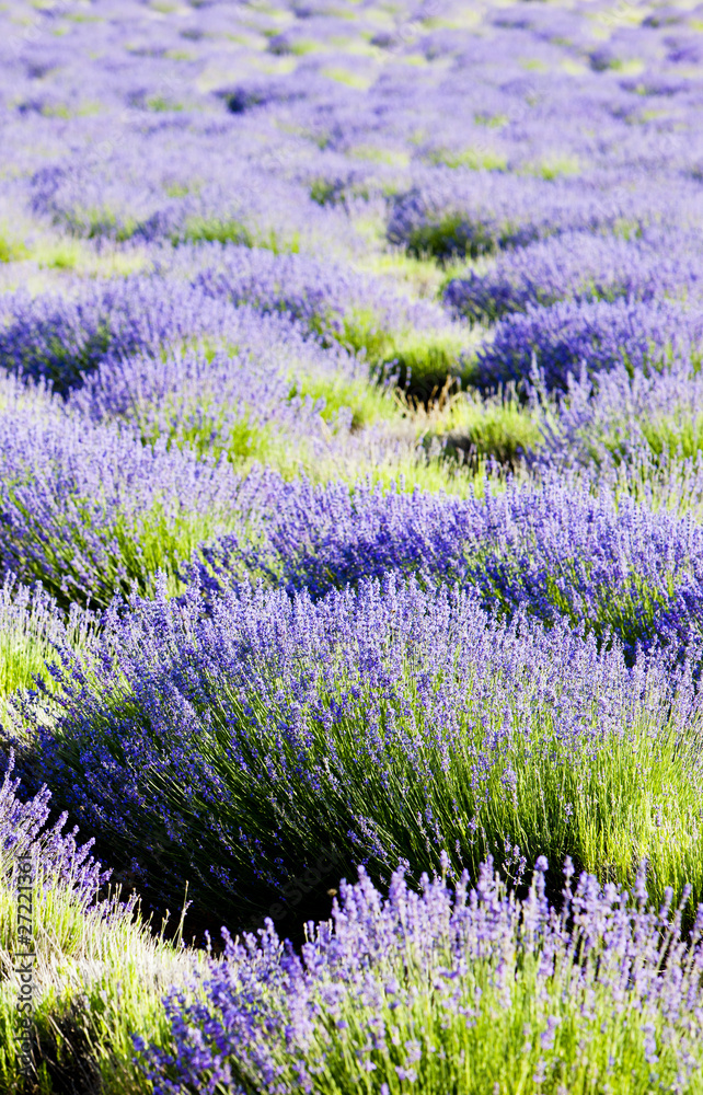 Obraz premium lavender field, Plateau de Valensole, Provence, France