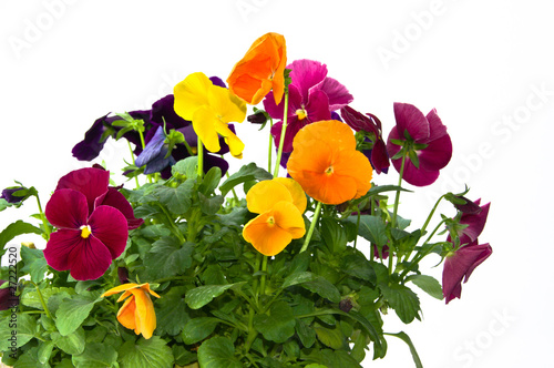 Bundle of pansies on isolating background