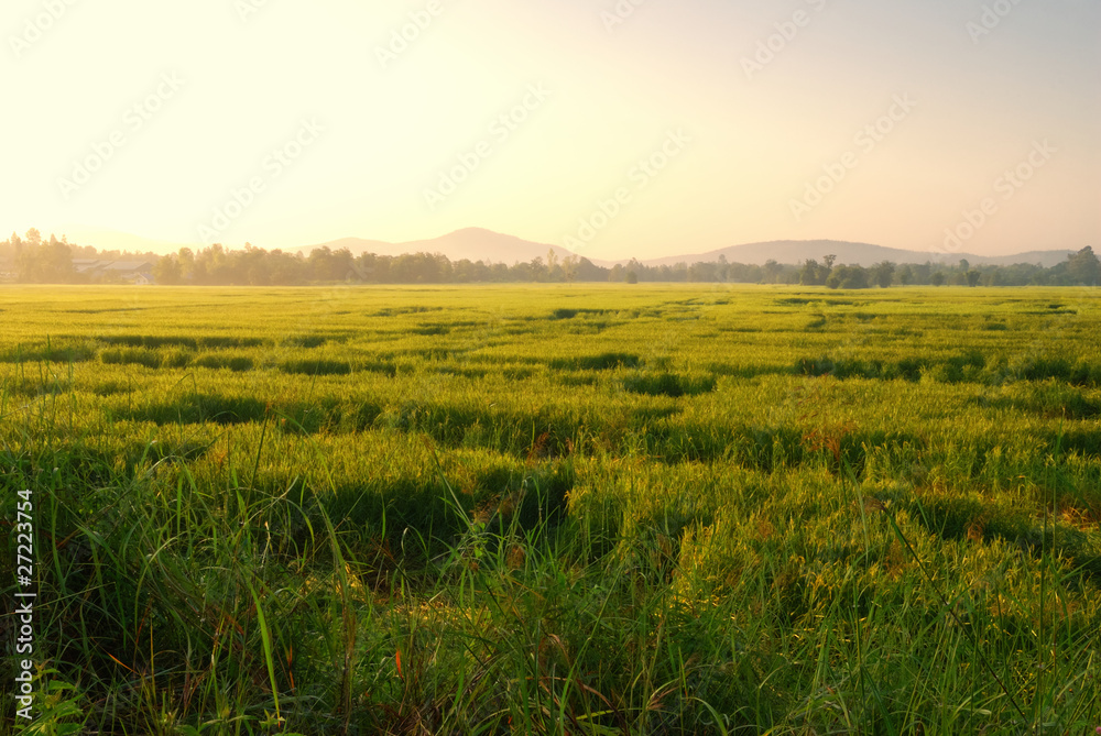 Rice field