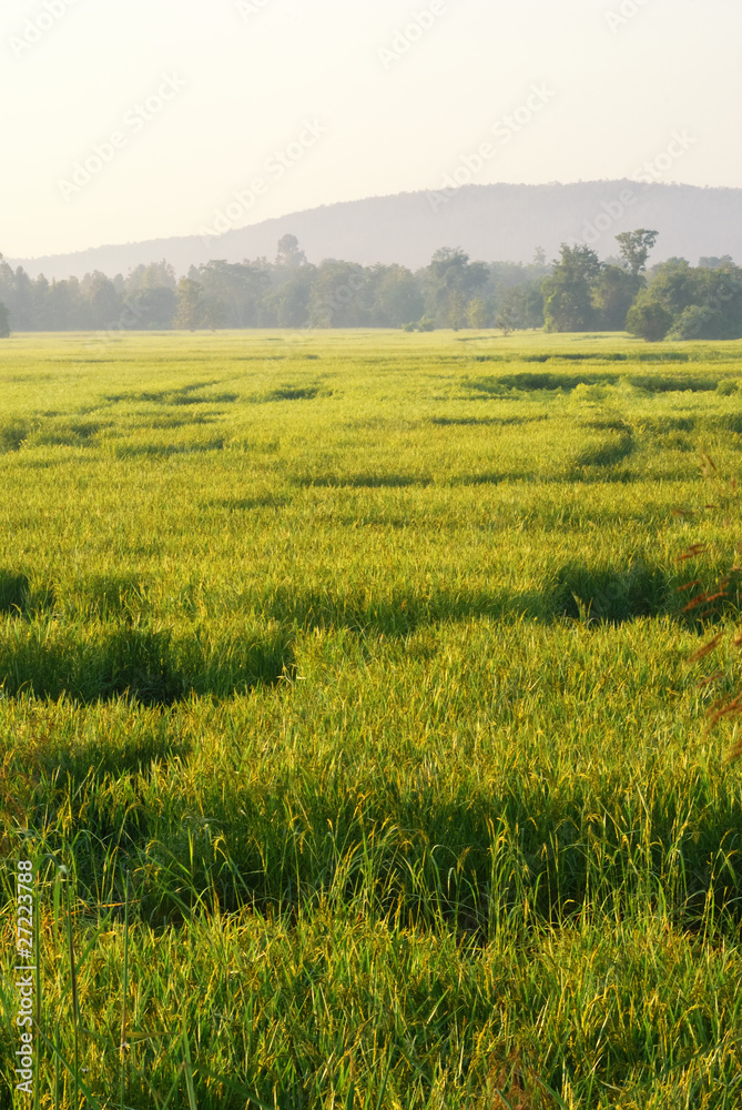 Rice field