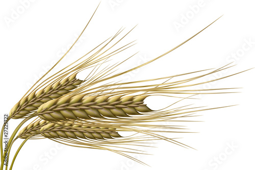 wheat grain