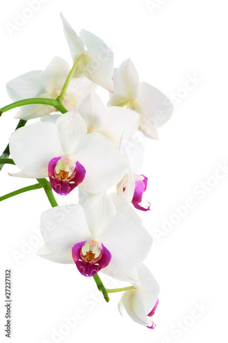 Beautiful white orchid