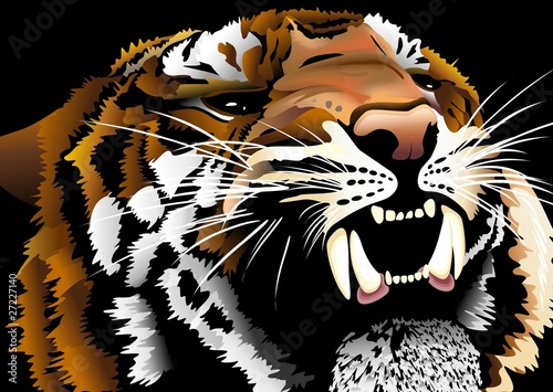 Tigre Testa-Tiger Head-Vector