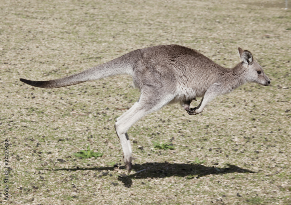 kangaroo