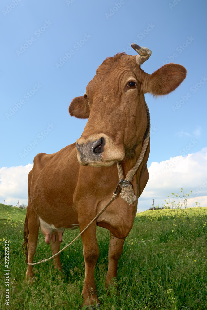 Nice brown cow