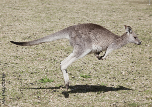 kangaroo