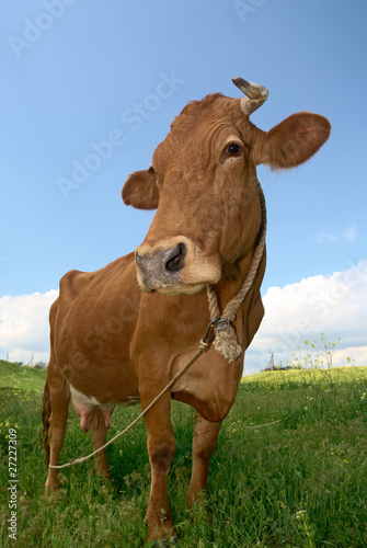 Nice brown cow