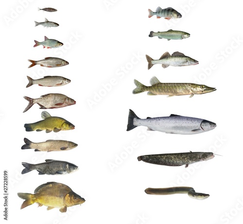 fish of rivers and lakes