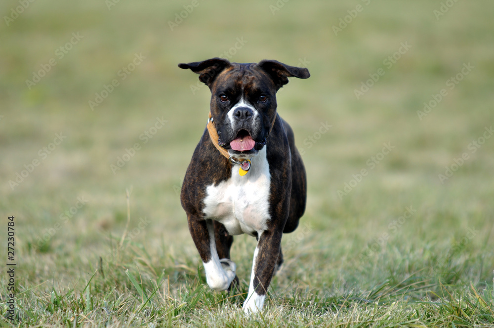 Dog running over the field