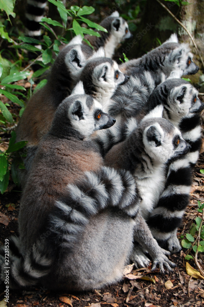 lemur look