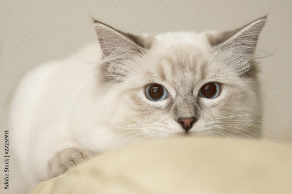 ragdoll ragdoll