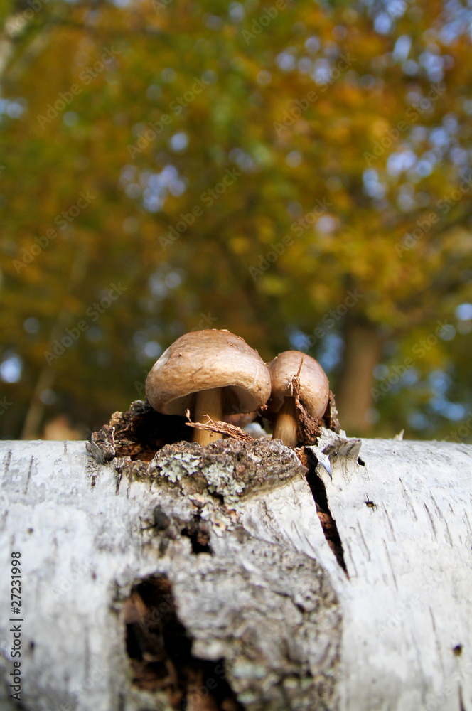 mushrooms in dead birch tree
