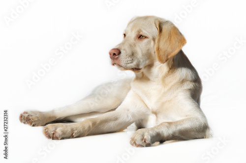 Junger Labrador
