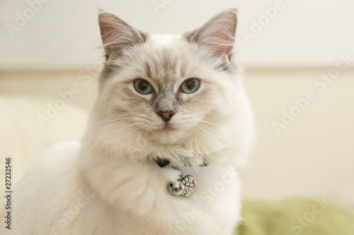 ragdoll