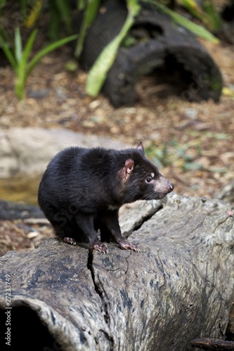 Tasmanian Devil (Sarcophilus harrisii)