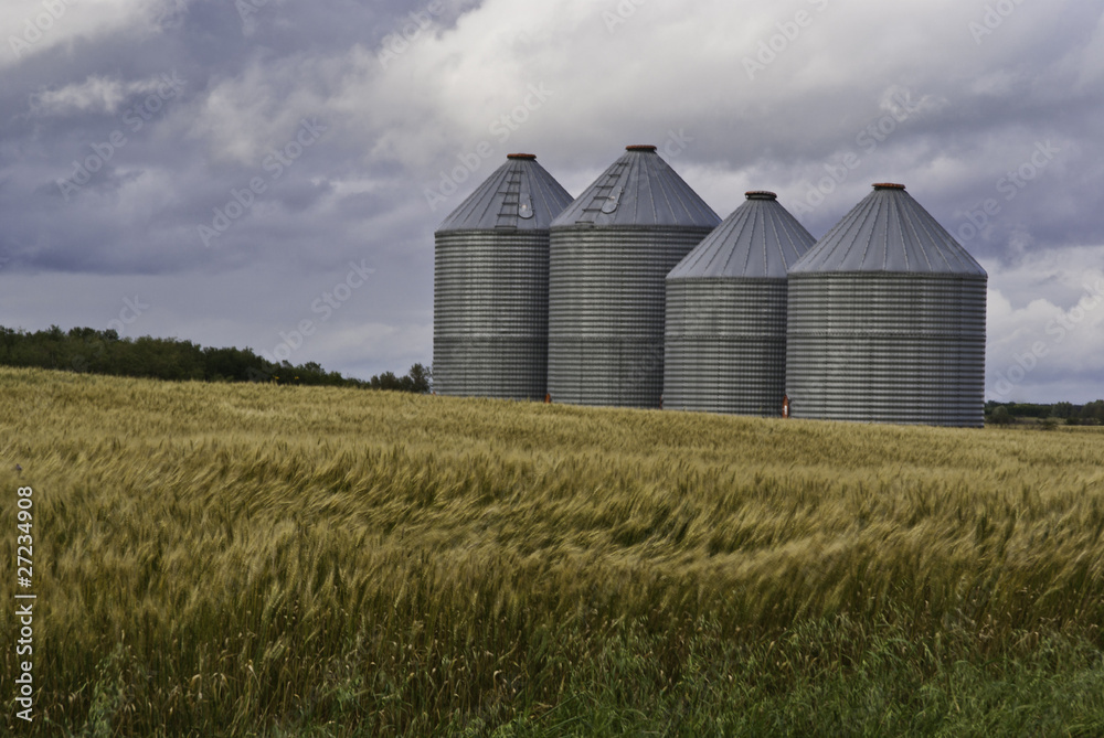 Four grain silos in a Canadian wheat field Four grain silos in a Canadian wheat field