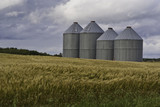 Four grain silos in a Canadian wheat field