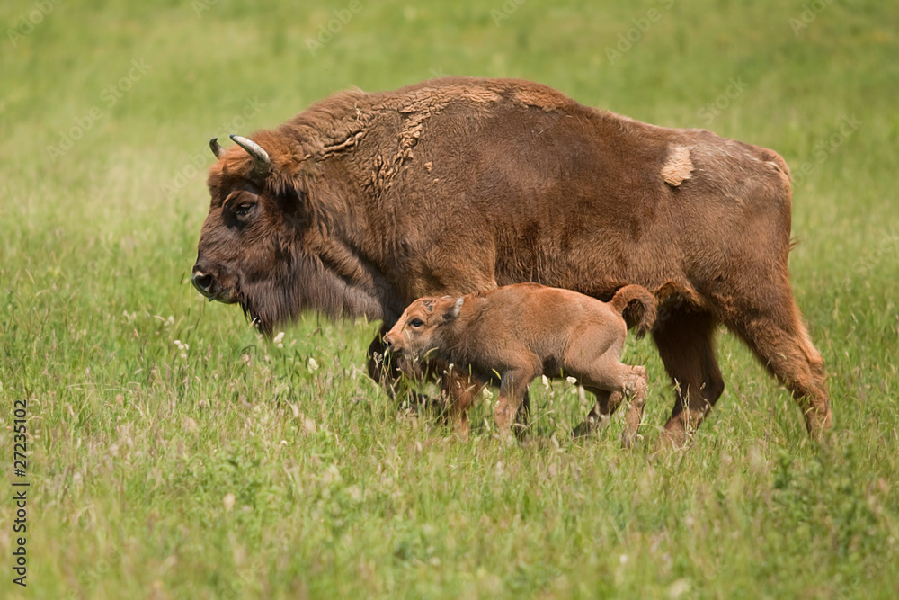 bison with young 8723 bison with young 8723