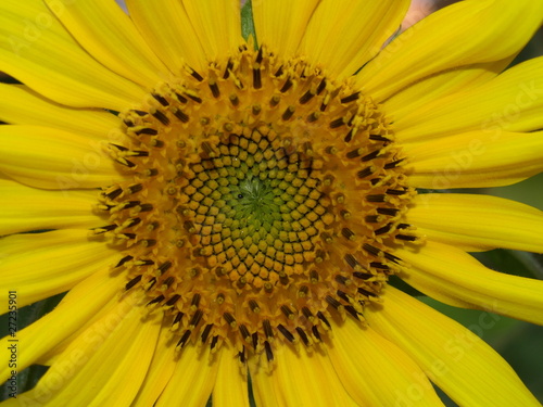 Sonnenblume   Helianthus annuus