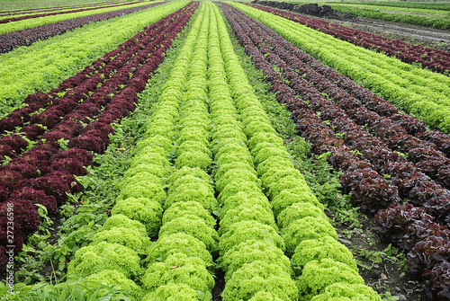 salatmix 21