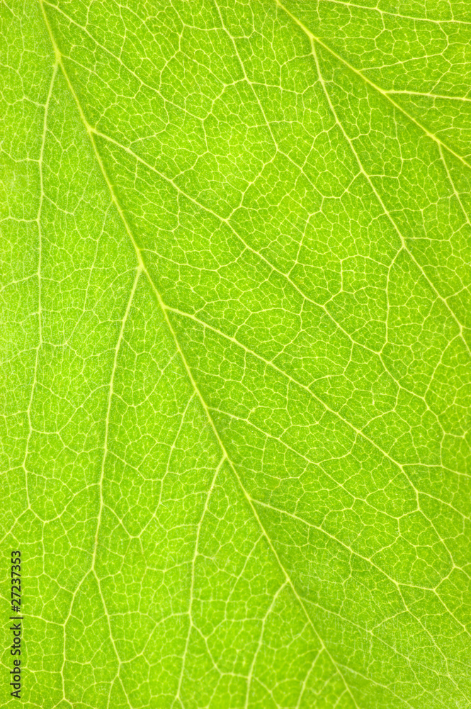 Natural Green Leaf Macro Background Texture Natural Green Leaf Macro Background Texture
