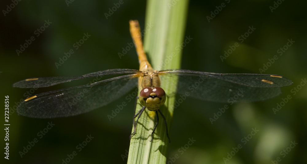 Szablak krwisty Sympetrum sanguineum Szablak krwisty Sympetrum sanguineum