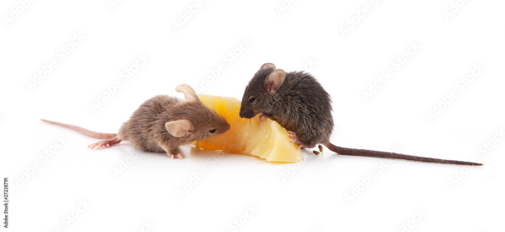 Fototapeta premium Mice and cheese