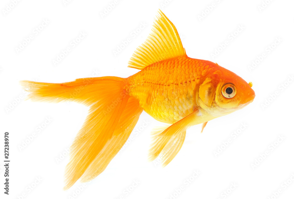 Goldfish Goldfish