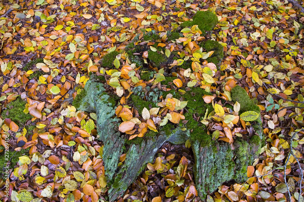 france,78,forêt de rambouillet : parterre en automne france,78,forêt de rambouillet : parterre en automne