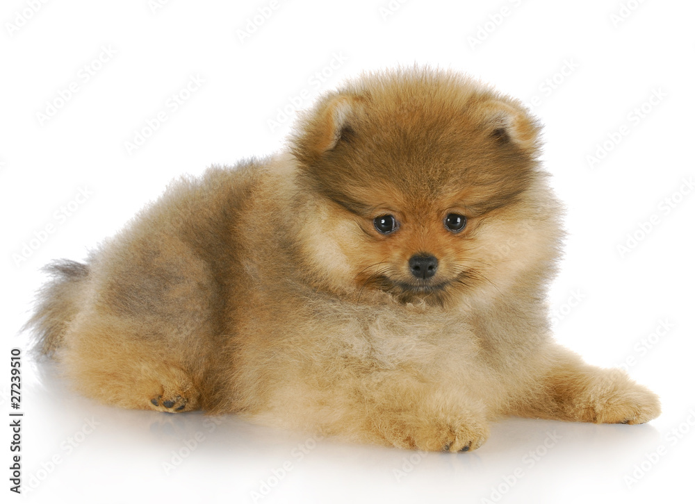 pomeranian puppy