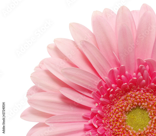 pink gerbera