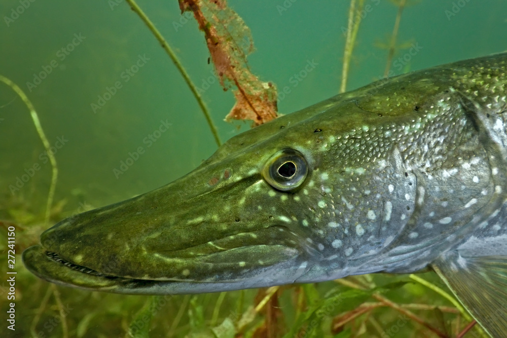 Pike head