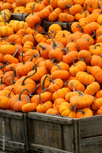 Pumpkins in Crates II