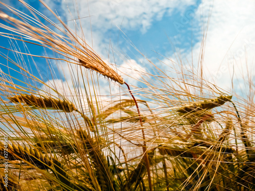 Golden barley ears photo