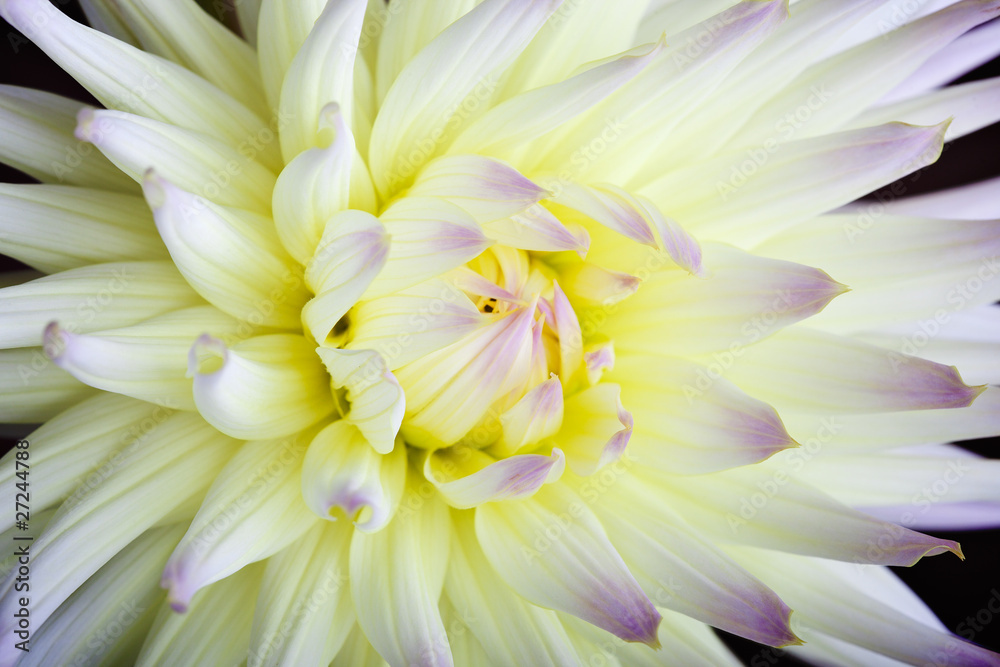 Pastellfarbene Dahlienblüte Pastellfarbene Dahlienblüte